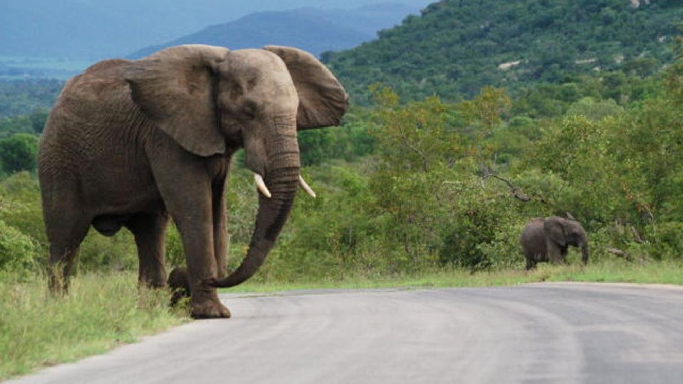 SANParks have issued a statement discouraging the use of mobile sightings apps by patrons.