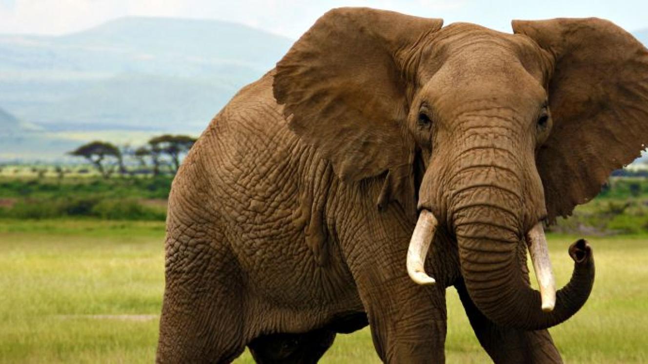 Melissa Reitz looks at the growing pressure to end elephant rides in South Africa.