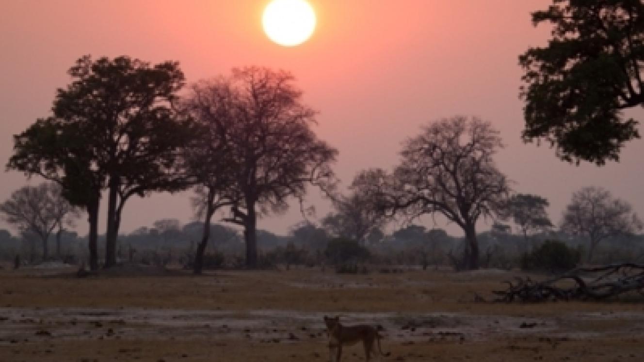 Zimbabwe is attracting more safari visitors, with a growth in new markets such as South America and Asia.