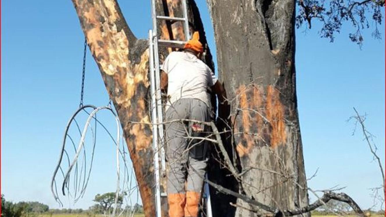 Efforts are under way at Wilderness Safaris’ Vumbura Plains South Camp to save jackalberries burned in a recent fire.