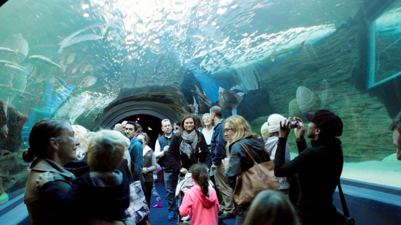 The new Ocean Exhibit at Two Oceans Aquarium is the first of its kind with a 10-metre-long tunnel.
