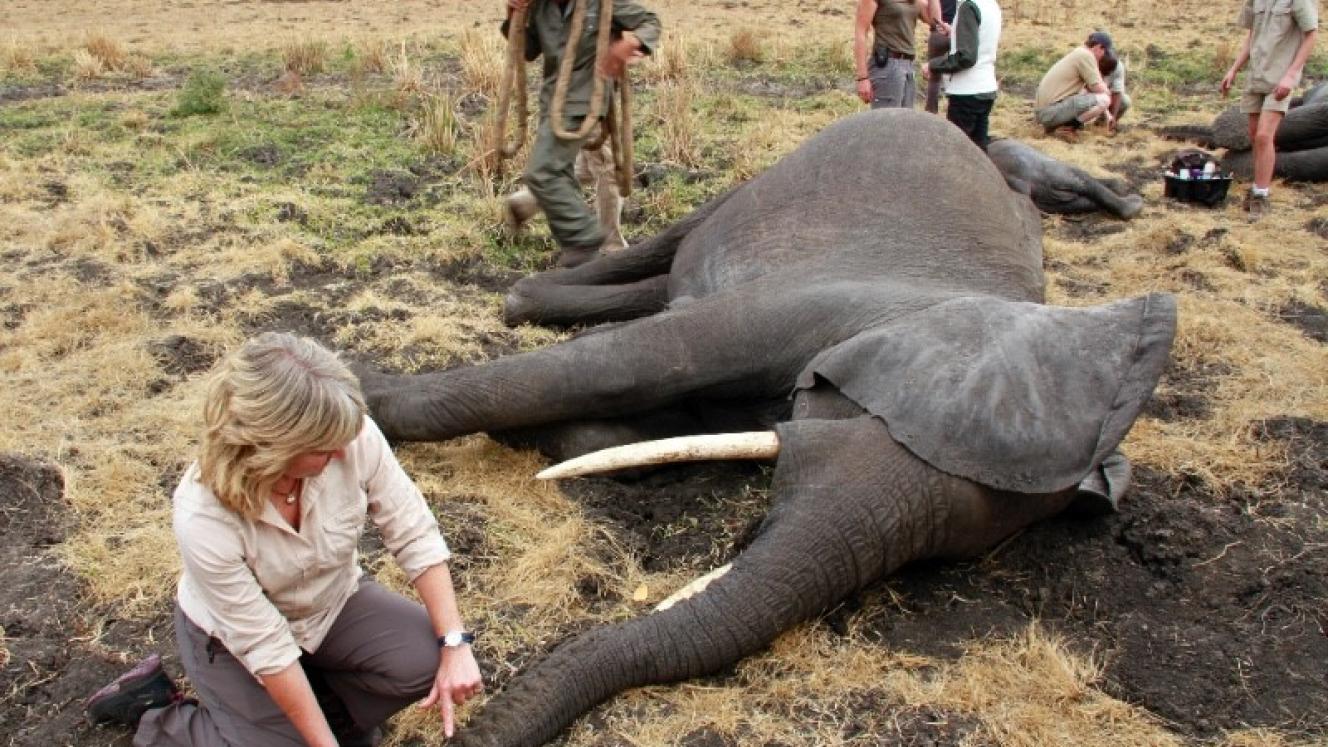 African Parks is leading the translocation of up to 500 elephants from Liwonde National Park and Majete Wildlife Reserve to Nkhotakota Wildlife Reserve.