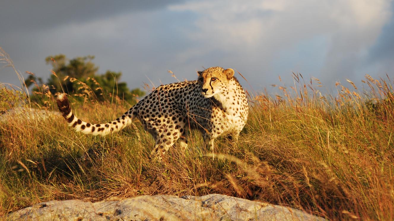 The new owners of Lalibela Big 5 Game Reserve are avid conservationists.