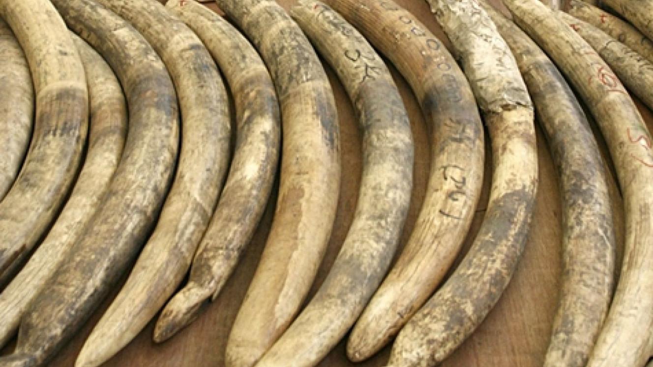 The alleged involvement of the influential CIO, which has historically acted as a secret police for the presidency, adds to the mix of dynamics aggravating Zimbabwe’s poaching crisis.