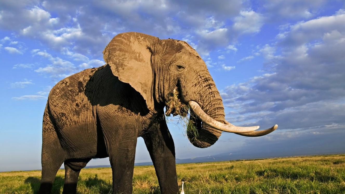 At least 26 elephants have been killed by poachers in Chobe National Park.