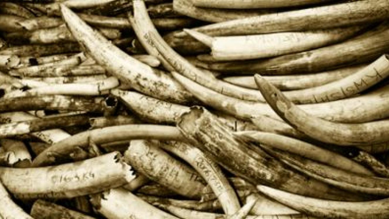 President Ian Khama of Botswana has said he will not support the bid for ivory trade at the upcoming Conference of the Parties (CoP17).
