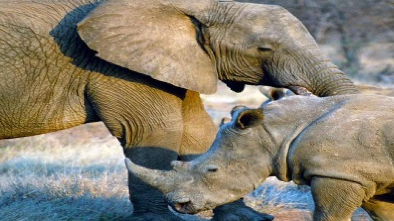 Colin Bell will deliver a talk on elephant and rhino matters at the One&Only Cape Town, on September 22.