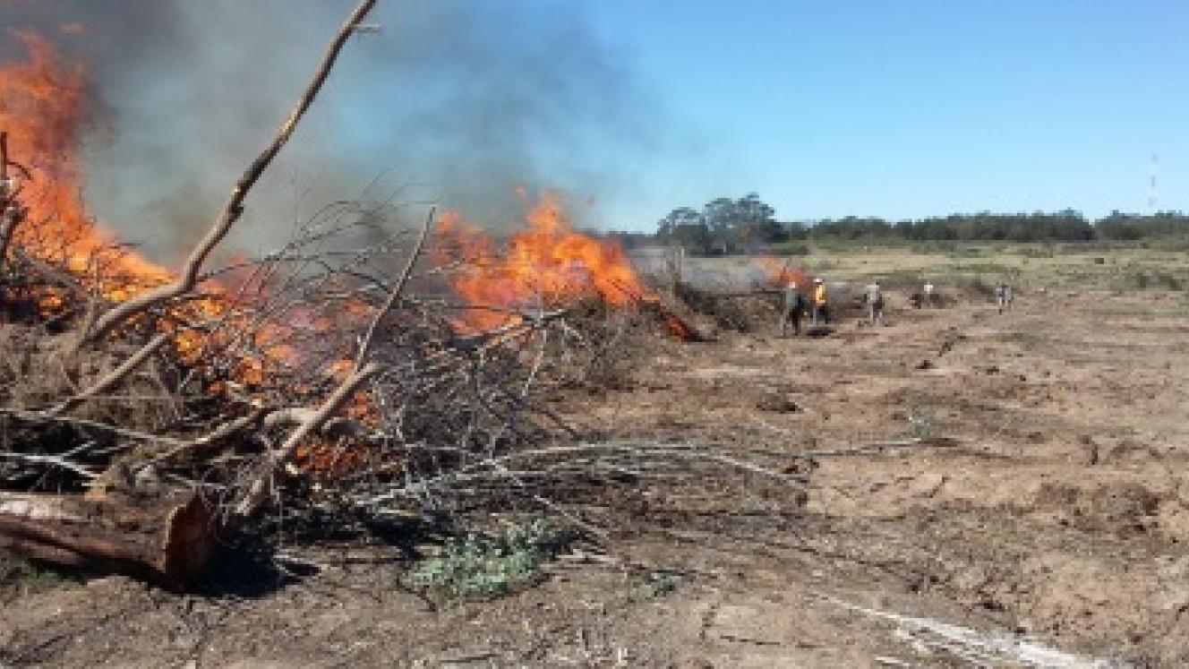Black wattle trees have been burned in the removal of alien vegetation project at Lalibela Big 5 Game Reserve.