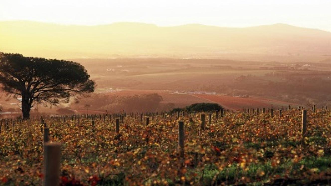 Stellenbosch is about a 45 minute drive from Cape Town.
