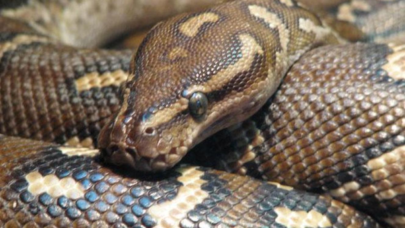 The Snake Pit in Victoria Falls, Zimbabwe, offers daily demonstrations.