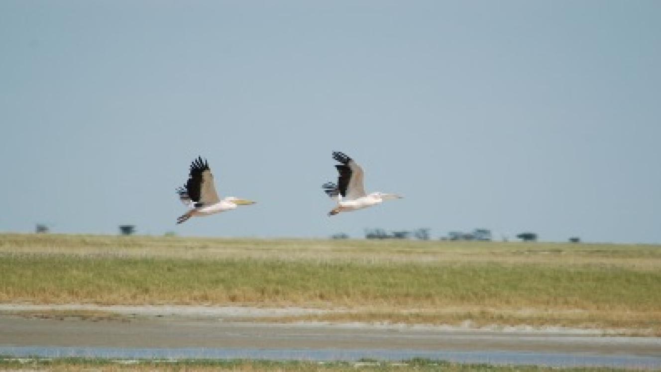 Construction of a new development in Nata Sanctuary will begin next year.