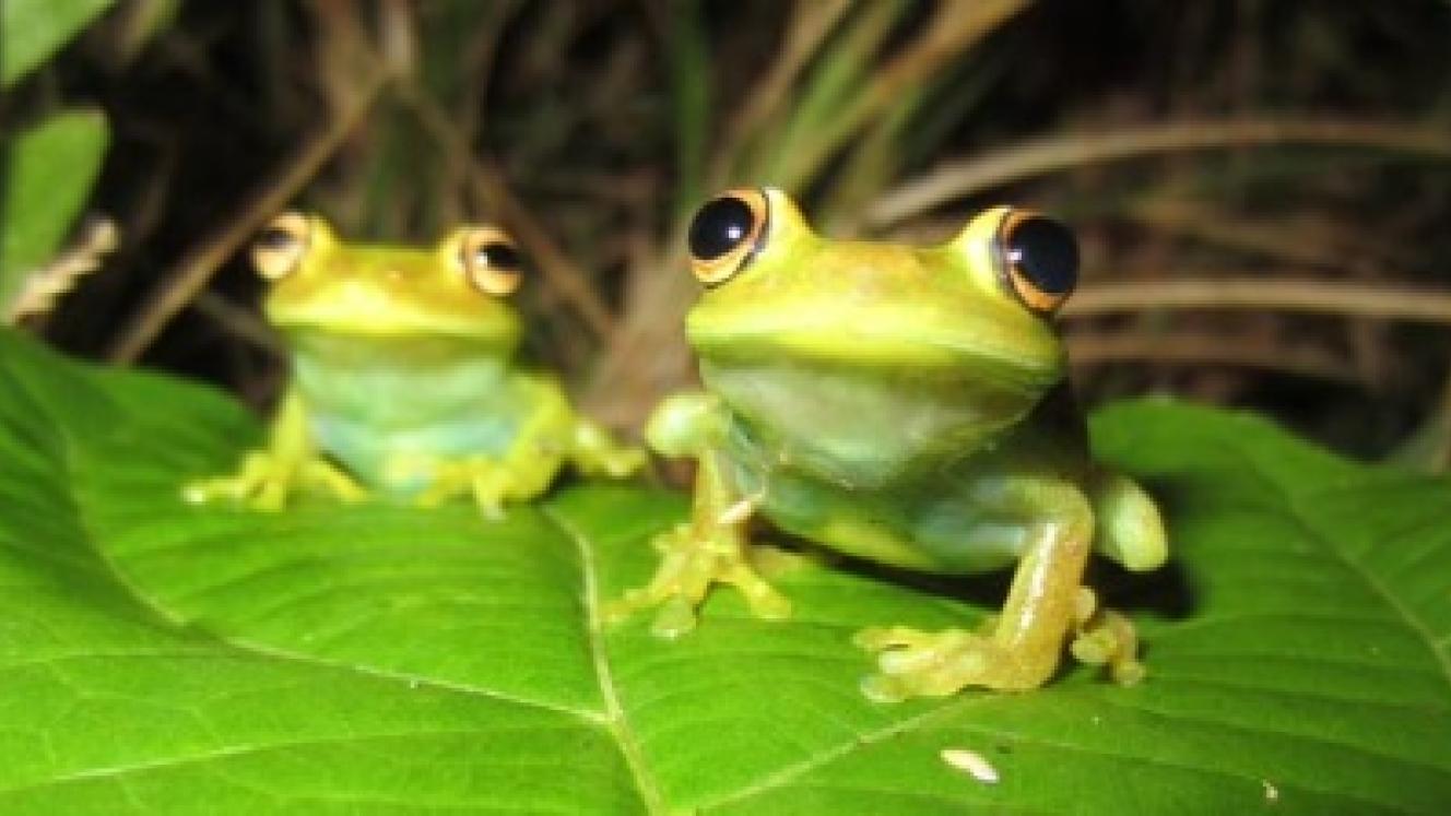 Frogging in South African national parks can promote ecotourism of frogs and aid conservation research, says SANParks.