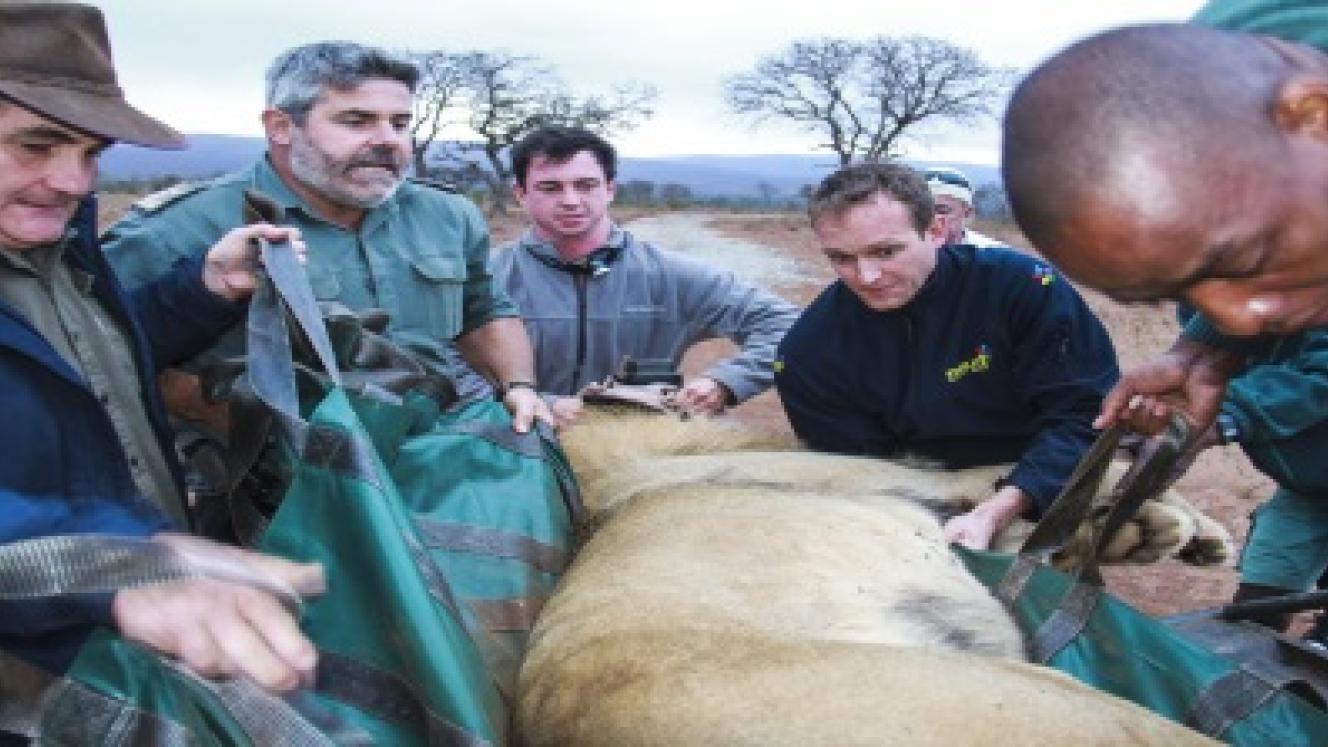 Three male lions have been collared and released from their holding boma into the uMkuze section of the iSimangaliso Wetland Park.