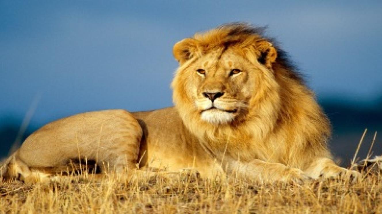 A total of 182 countries agreed to ban trade in bones, teeth and claws of wild lions at CITES CoP17.