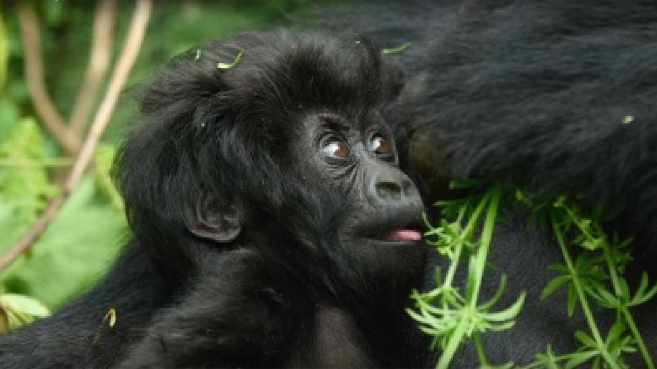 ‘Nyampinga’ – meaning ‘the most beautiful girl’ in Kinyarwanda, the gorilla named by Wilderness Safaris CEO, Keith Vincent, who was invited by the Rwandan Development Board to name a baby gorilla in recognition of the company’s investment in Rwanda.