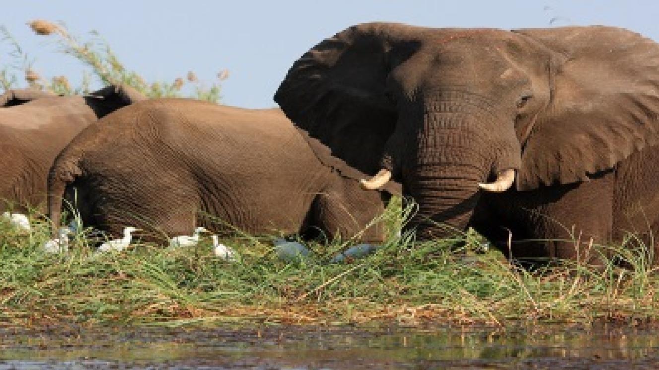 The Zambia Tourism and Arts Minister is disappointed with the depletion of wildlife in Lukusuzi National Park.