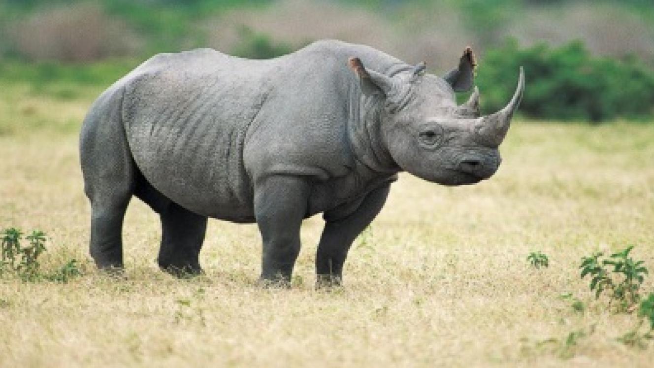 Botswana is bolstering its anti-poaching drive.