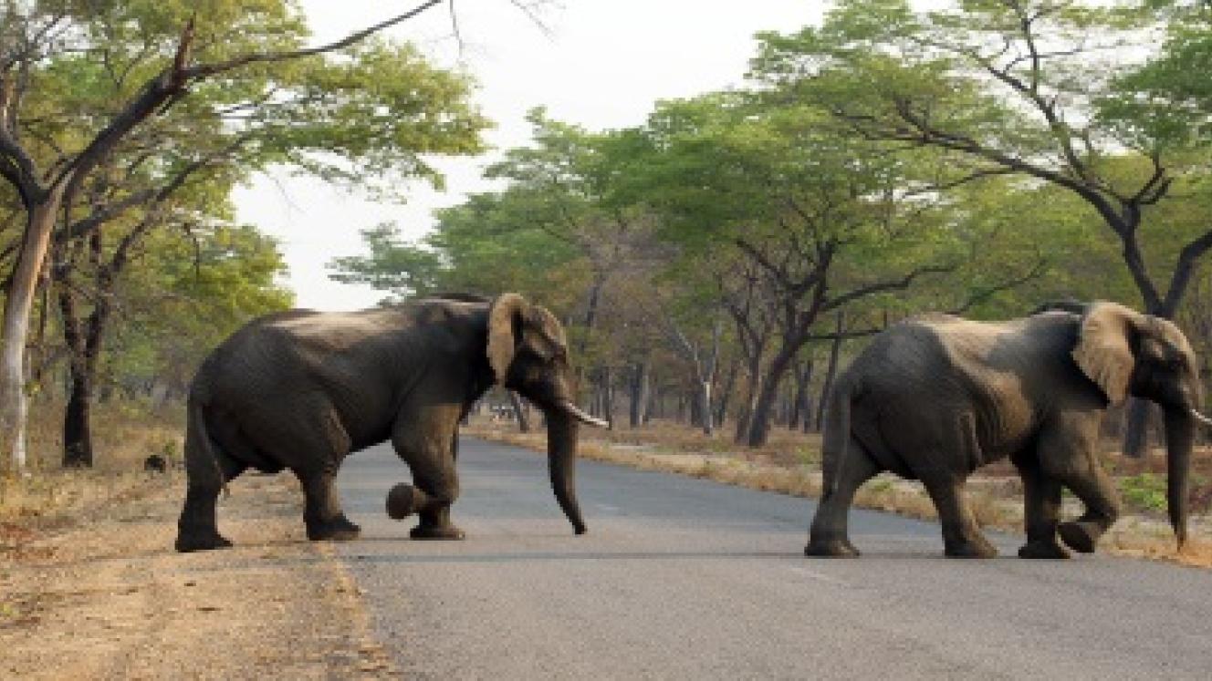 Elephants cross the road in Hwange National Park, Zimbabwe.