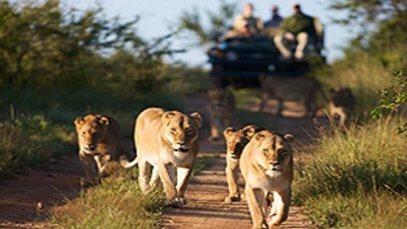 Kapama Private Game Reserve has implemented a conservation fee on new bookings.