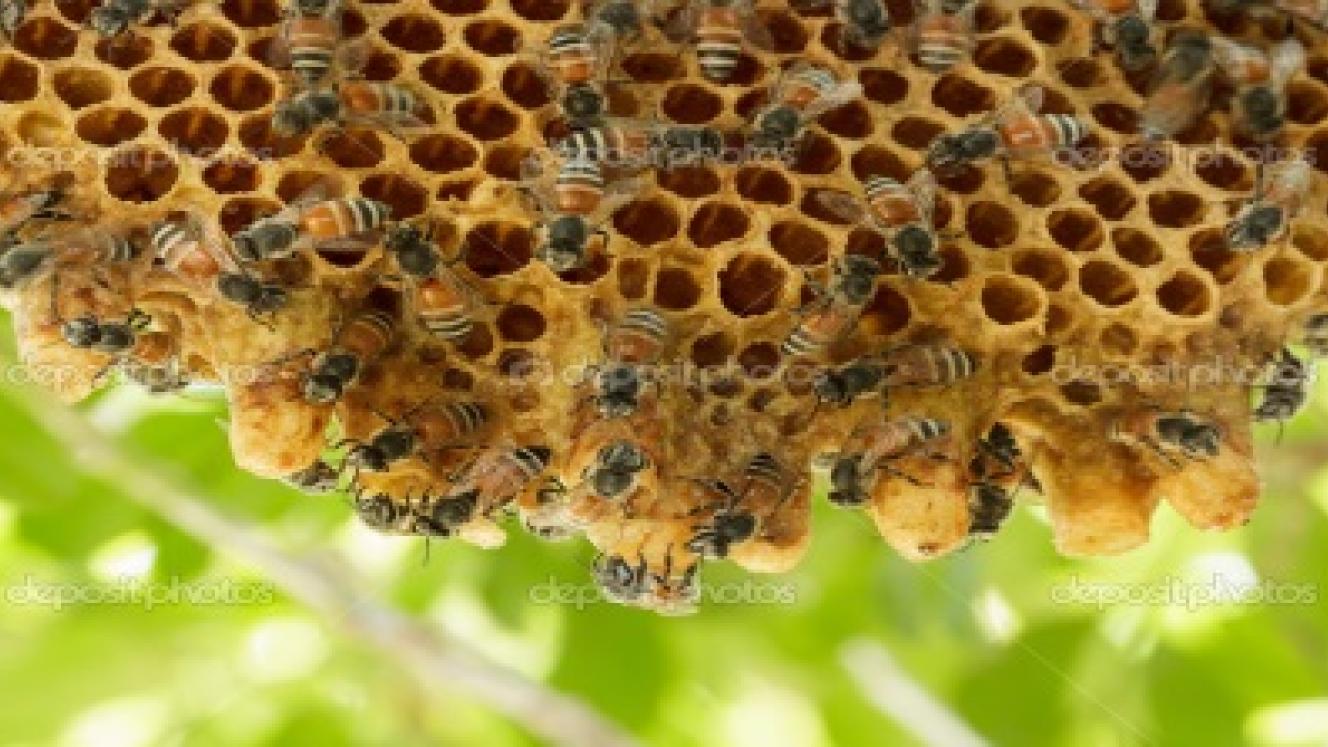 Beekeeping will be offered at a new development planned for the Okavango Delta.