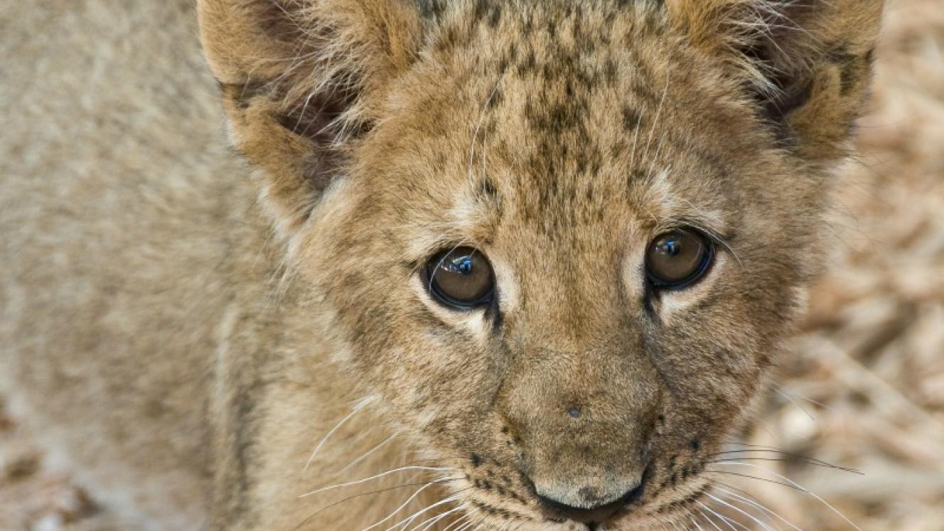 A South African Tourism campaign depicts a family sitting and playing with lion cubs will be removed from OR Tambo International Airport’s international arrivals area.
