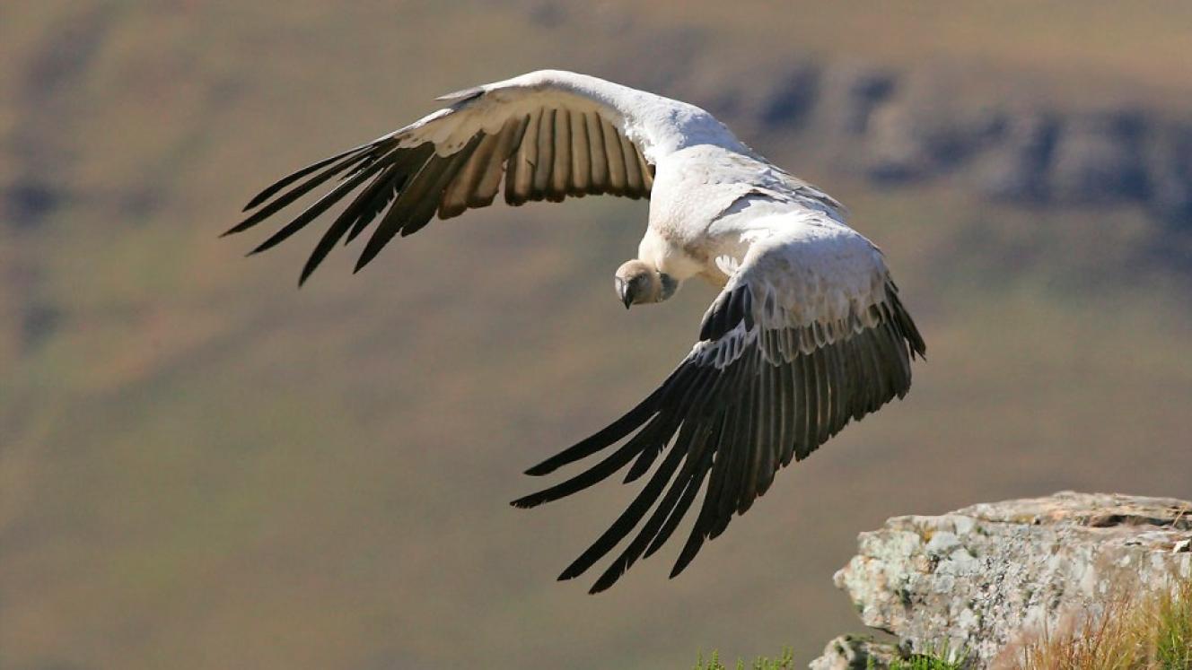 the Cape vulture is classified as endangered, with fewer than 10 000 remaining worldwide.