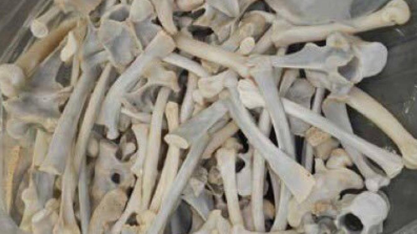 Singita, &Beyond, and Great Plains Conservation are among the safari companies that are urging government not to allow any trade in lion bones.