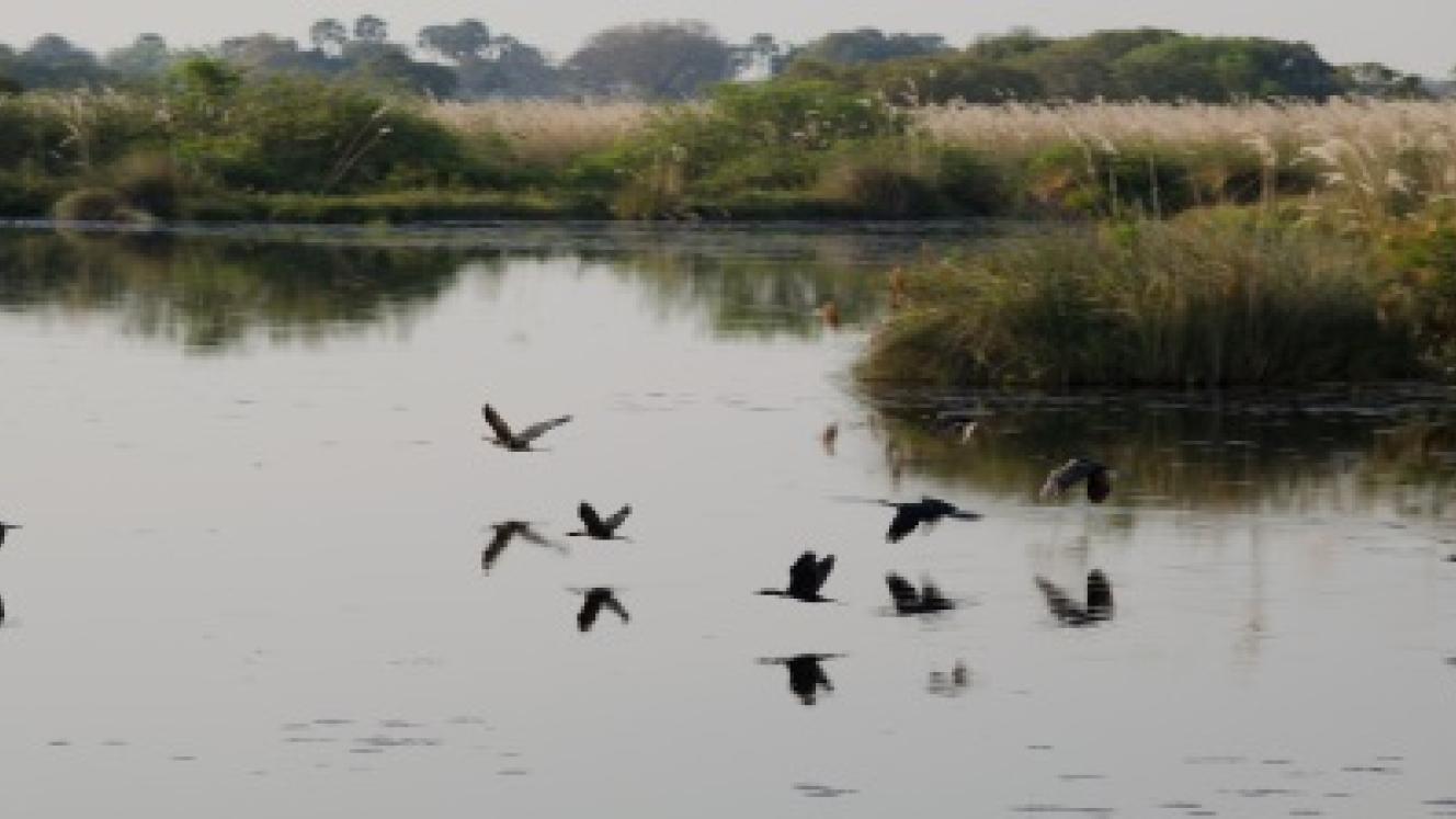 Planned irrigation projects in Namibia and Angola pose a threat to the Okavango Delta, according to a recent presentation by Research and Information Services of Namibia.