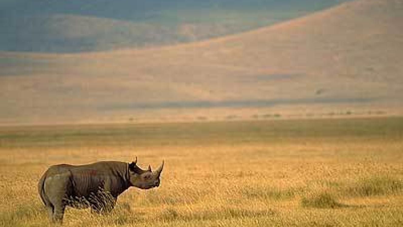 A black rhino in Laikipia, Kenya.