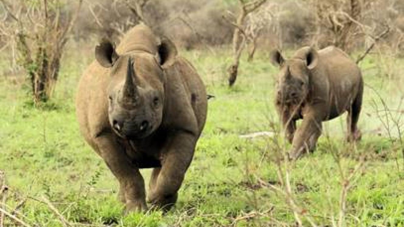 Guests can join the Rhino Monitoring Team to track White and Black rhinos.
