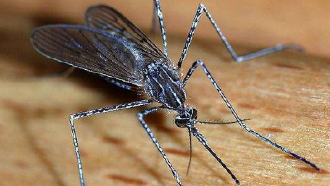 Travellers are warned of the increase of Malaria cases in Botswana and Limpopo