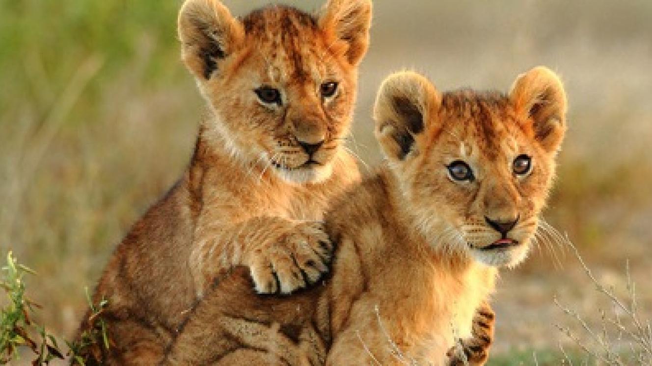 A total of 5% of survey respondents offer lion cub petting to clients.