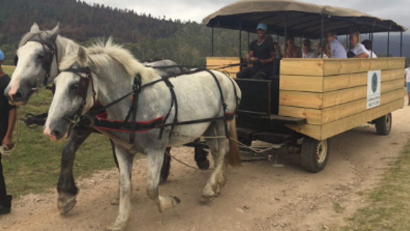 Hogs Hollow Horse Trails gives guests a unique way to experience the Plett Winelands.