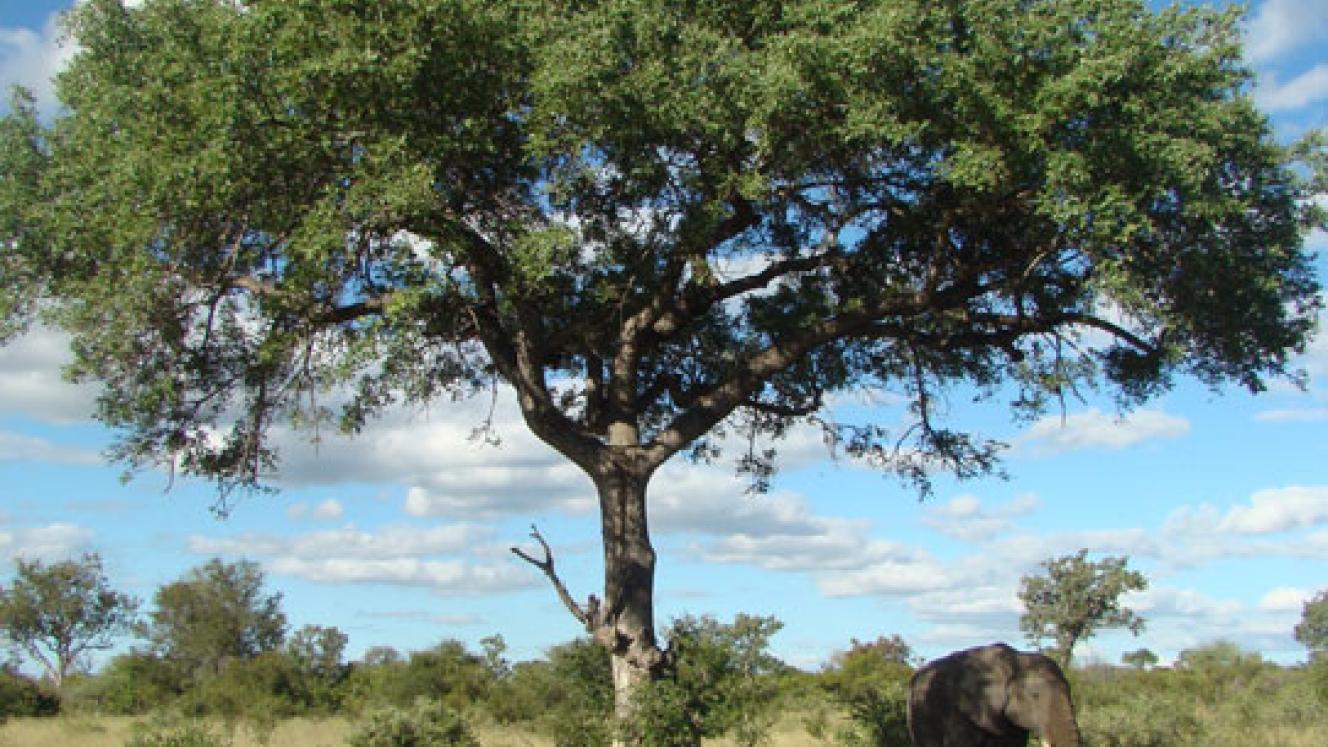 Timbavati reserve’s application to hunt a certain elephant has been approved.