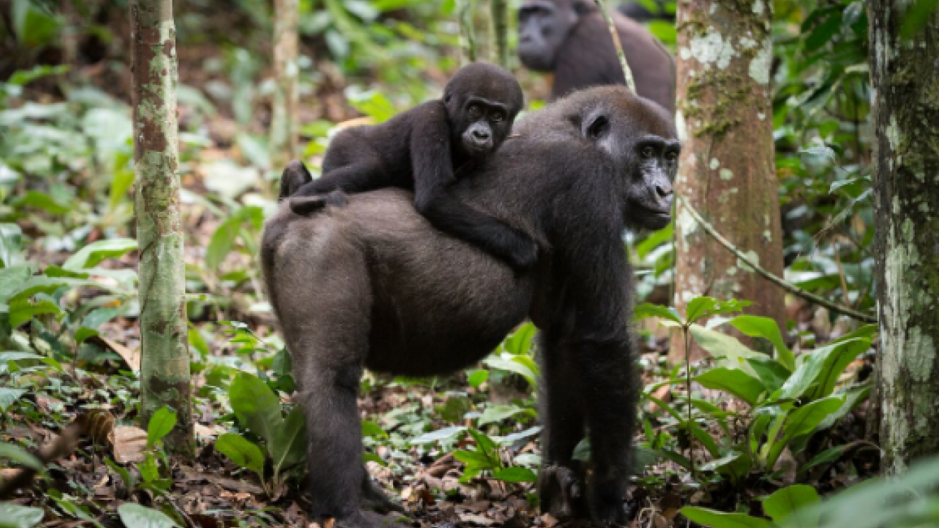 Western Lowland gorilla is among the wildlife found in the Odzala-Kokoua National Park.