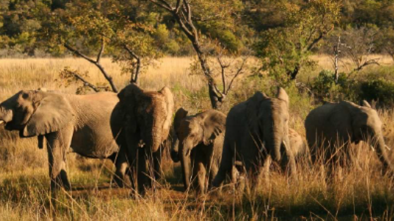 Shidzidzi Safari Home, geared to cater for multi-generational families, is located in Welgevonden Game Reserve. 