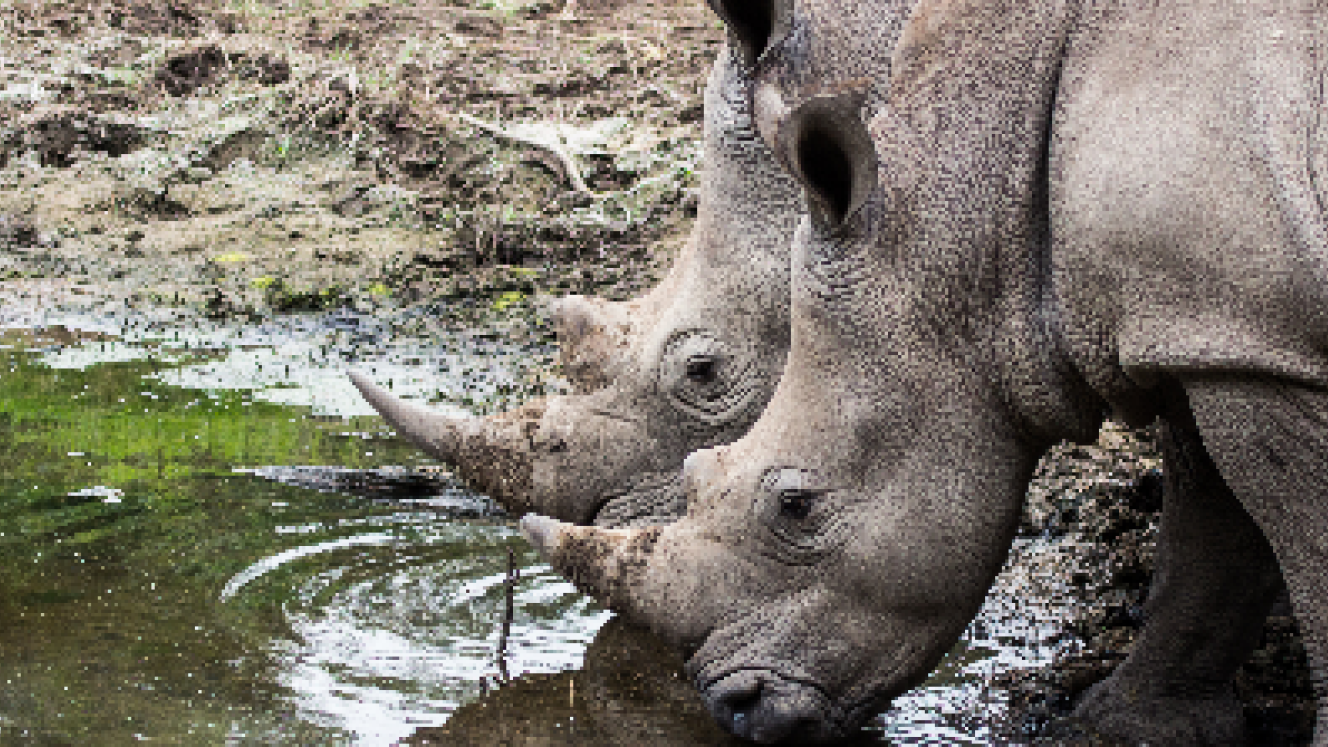 Sibuya Game Reserve and Tented Camps aims to become a sanctuary for orphaned juvenile rhino.