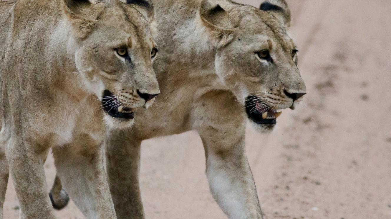 Somkhanda Game Reserve to receive first pride of wild lions.