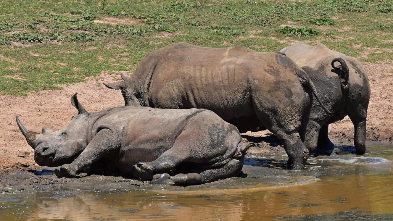 TravelCo offers day trips to Sibuya Game Reserve in Kenton on Sea, Eastern Cape.