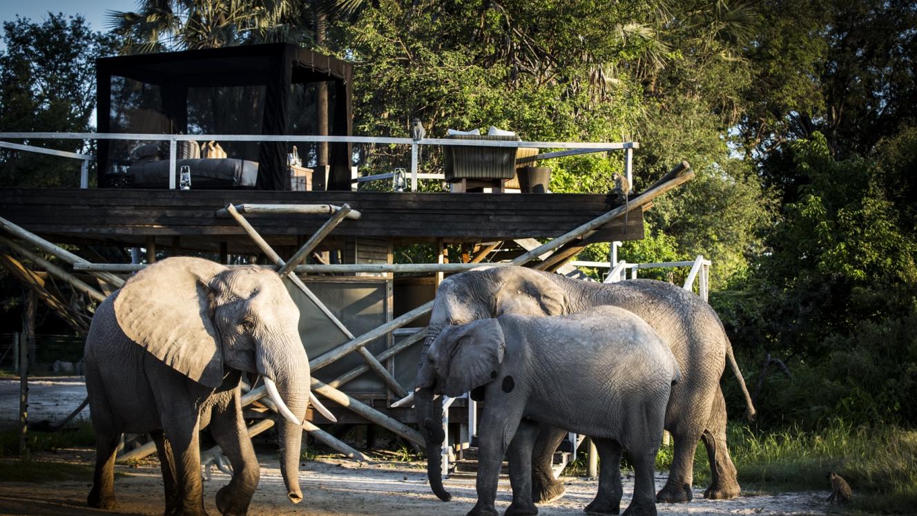 Wilderness Safaris launches new star bed.