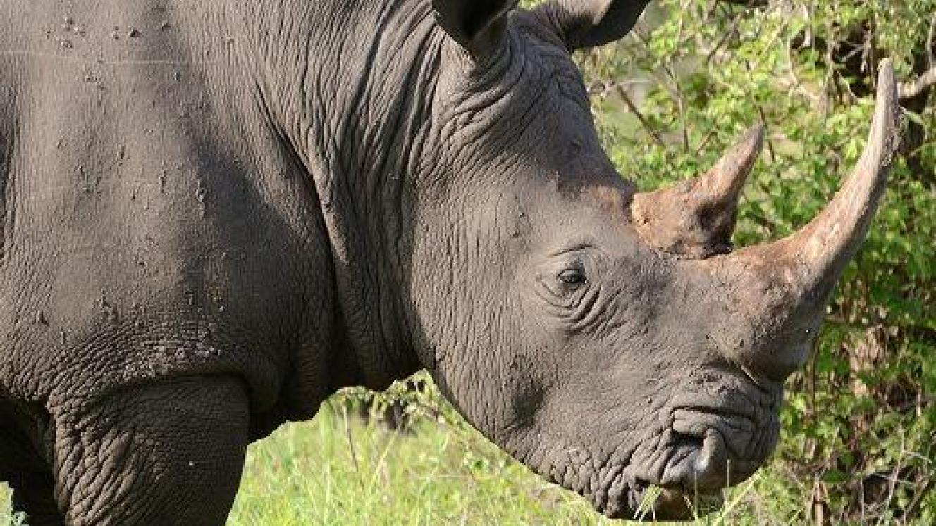 Thorntree River Lodge located on the banks of the Zambezi River opened its doors this month.