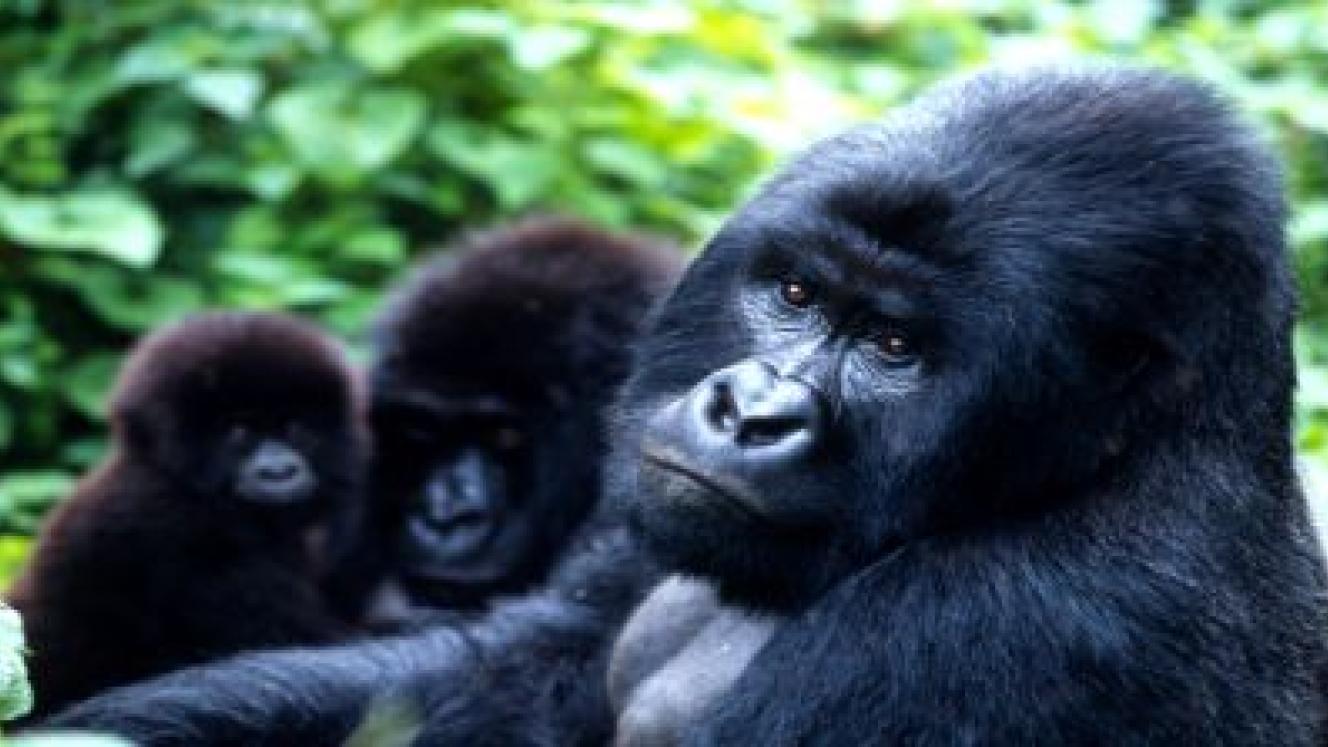 The mountain gorilla population in Uganda has been steadily increasing to about 550 individuals since the 1980s.