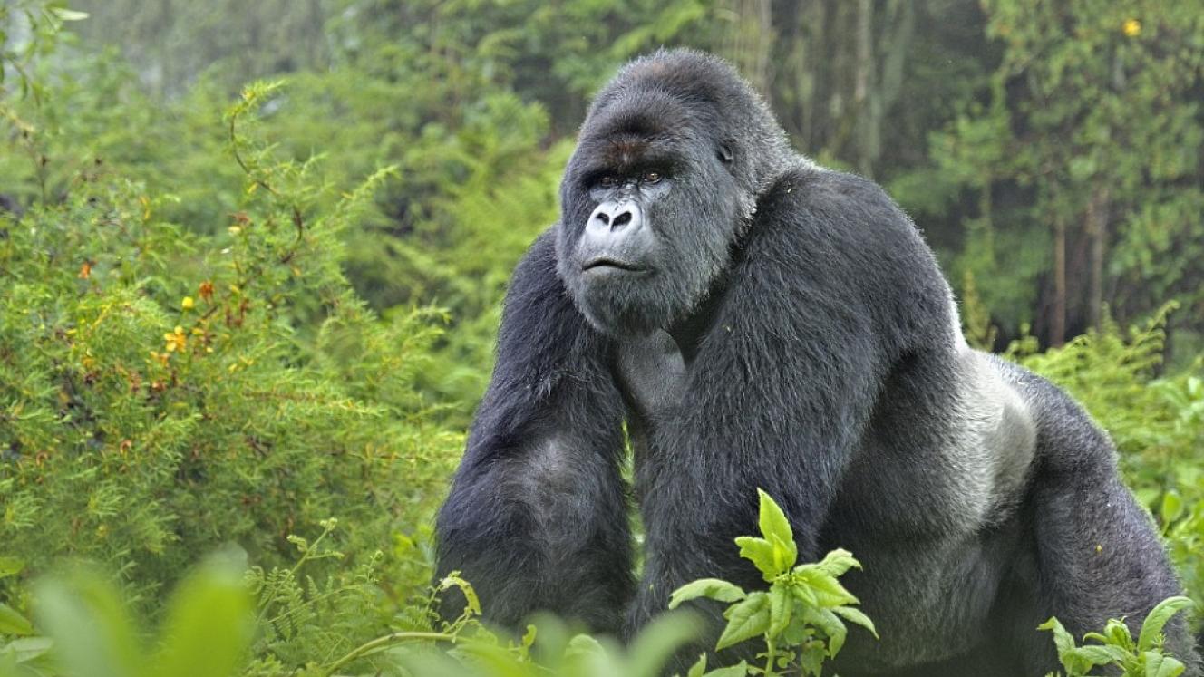 The price of gorilla permits in Rwanda has been doubled in a bid to strengthen conservation efforts.