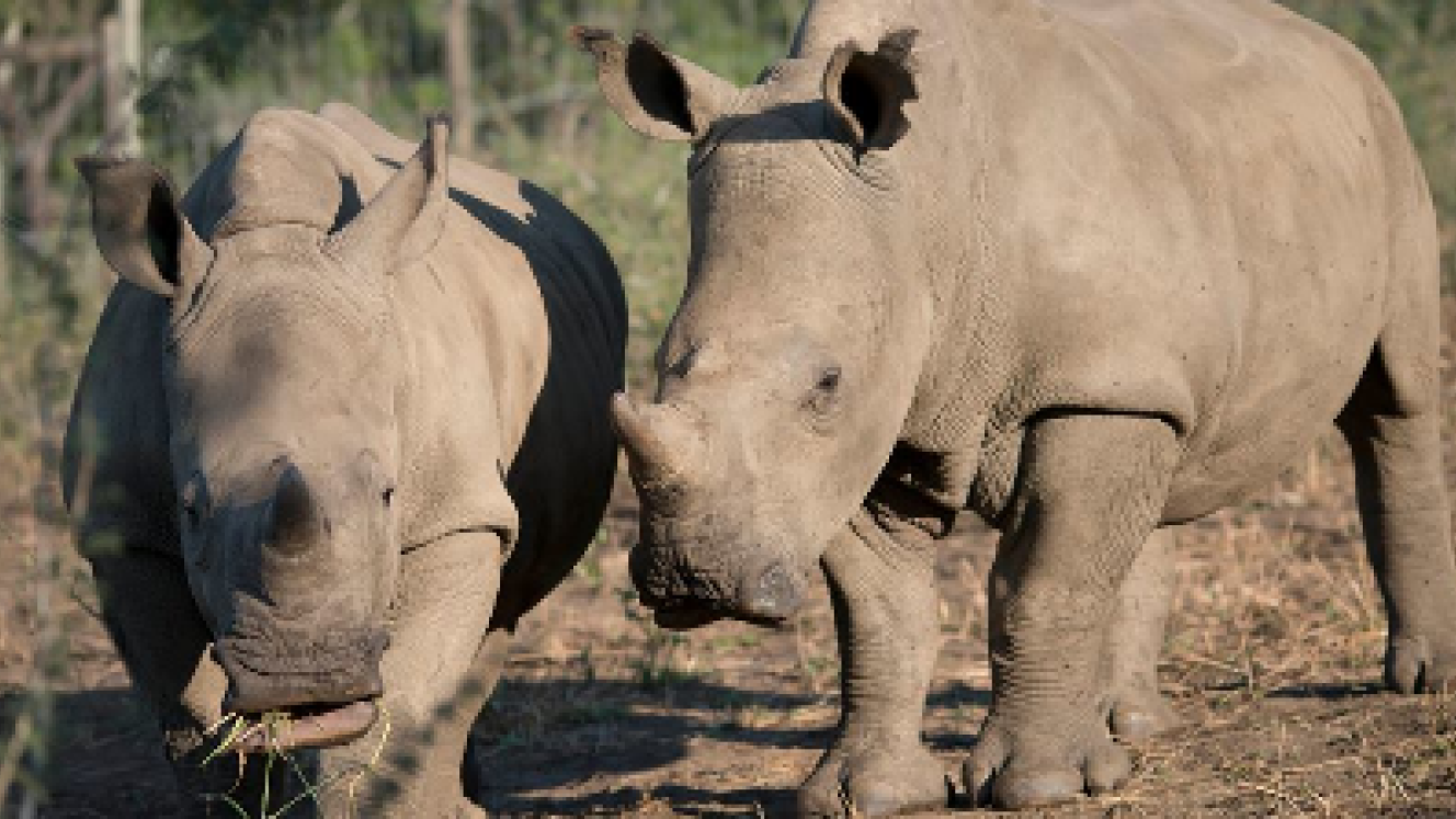 Fundimvelo Thula Thula Rhino Orphanage has closed permanently