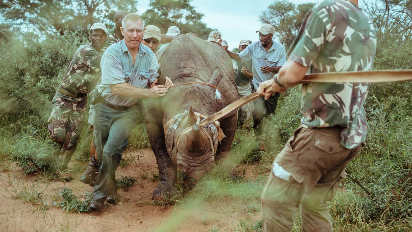 The capture team assists with navigating a tranquillised rhino towards the crate for transport.