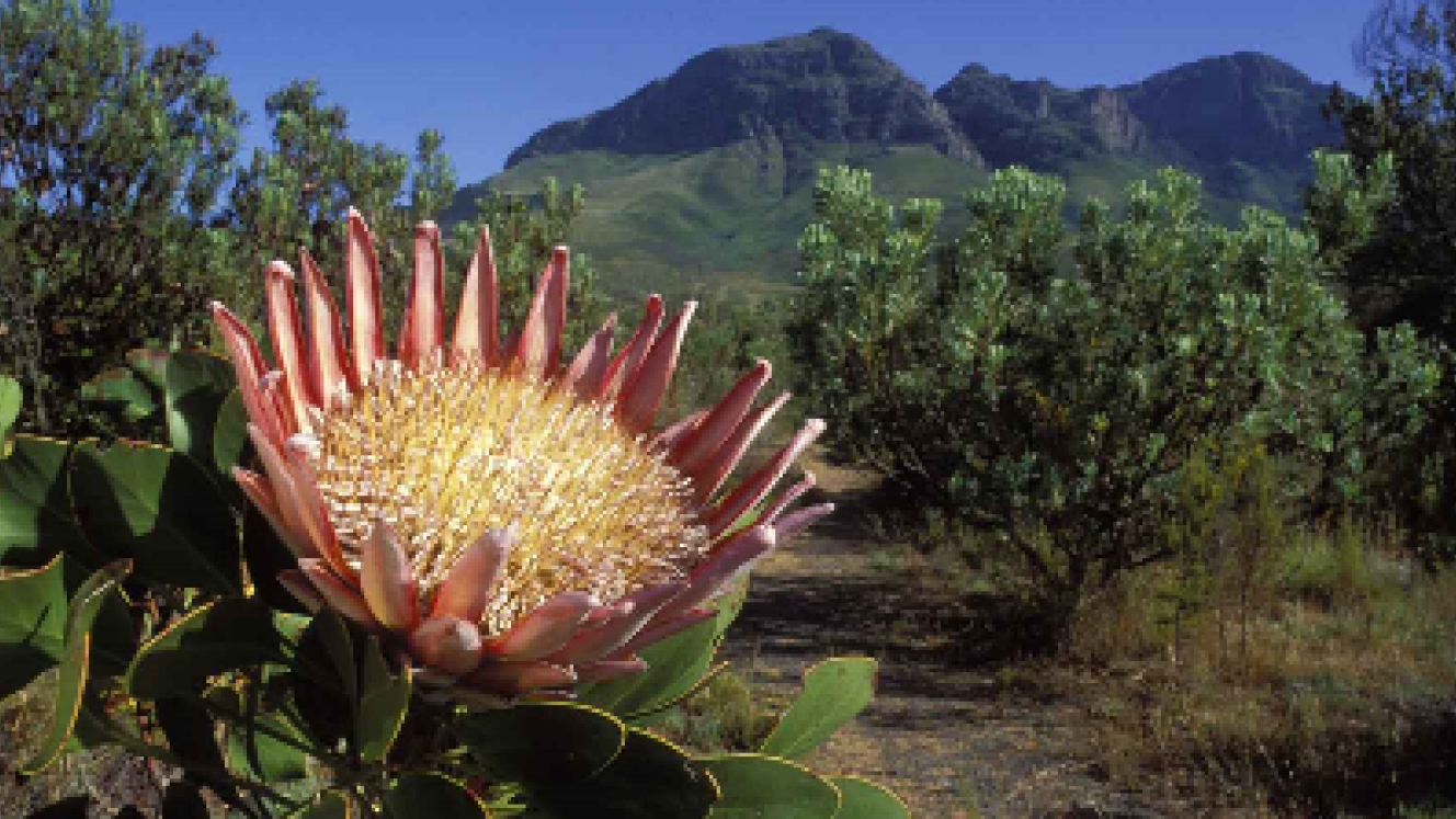 Wesgro has drafted an aligned communications plan across the Western Cape to counter negative perceptions about investing and visiting the region.