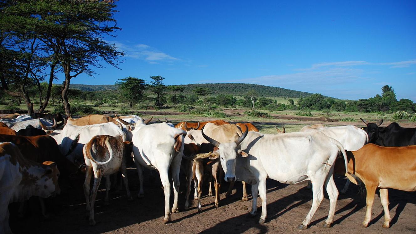 Kenya’s Tourism Cabinet Secretary is concerned over cattle grazing in the Maasai Mara.