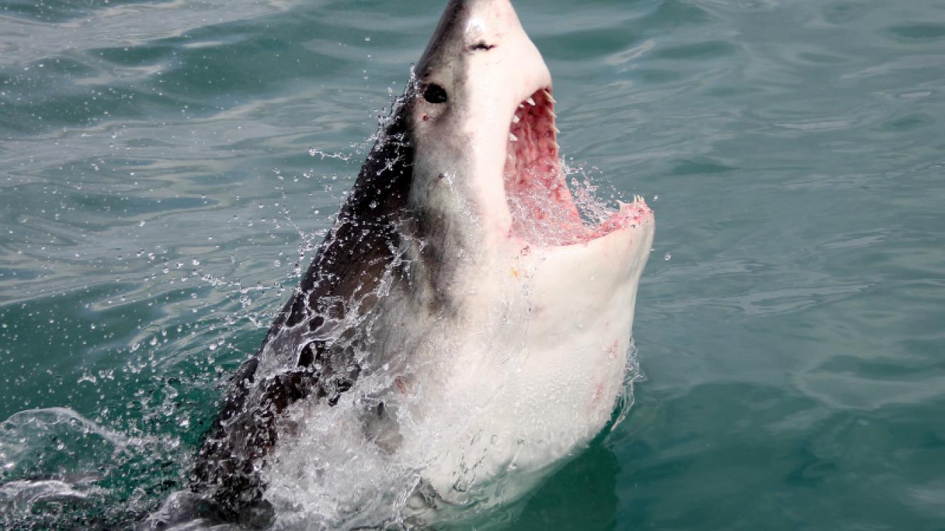 Photo credit: Marine Dynamics. The White shark tourism industry is facing a new threat.