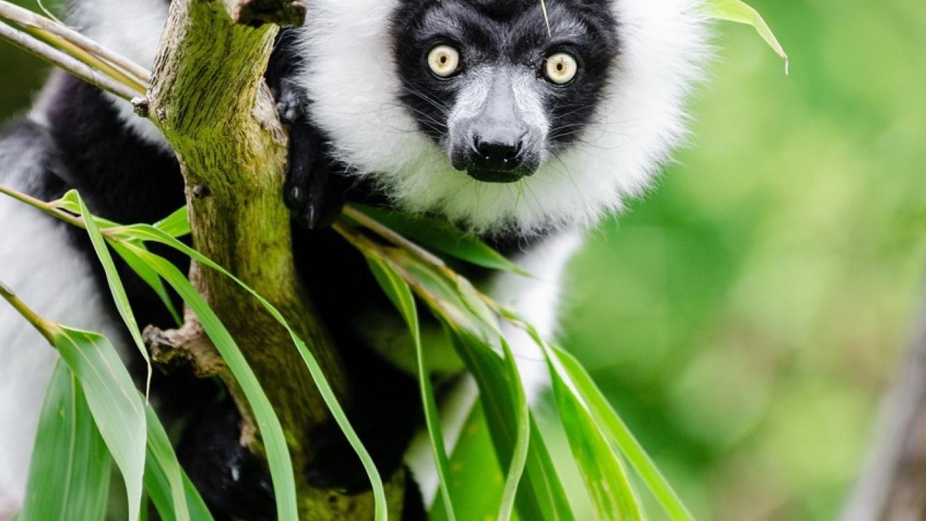 Jenman African Safaris has launched a new guided tour in north Madagascar.