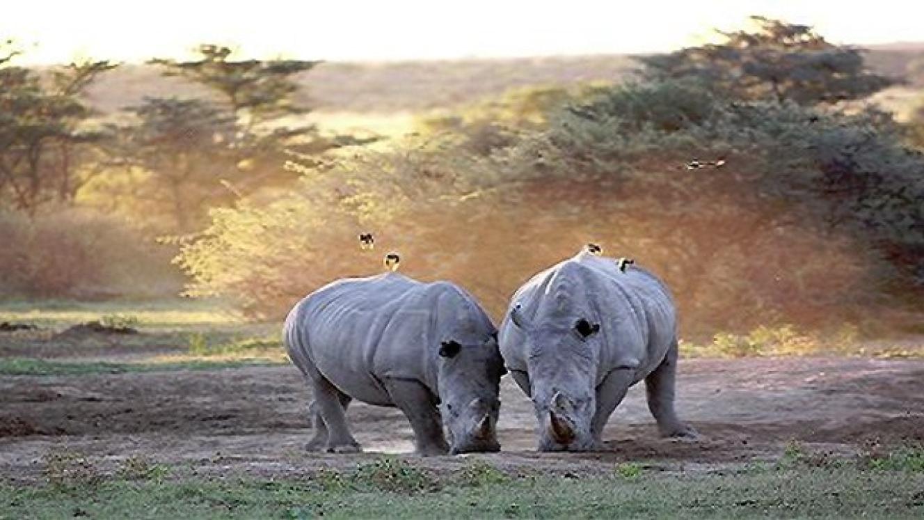 Majestic Court will open near the Khama Rhino Sanctuary in Botswana. 